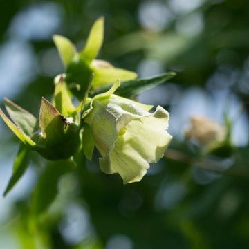 Codonopsis pilosula Dang Shen garden seeds for perennial herb cultivation