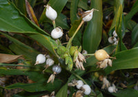 Coix lacryma-jobi Seeds – Job’s Tears Ornamental Garden Plant