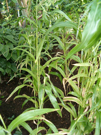 Job’s Tears Seeds – Coix lacryma-jobi Garden Planting Seeds