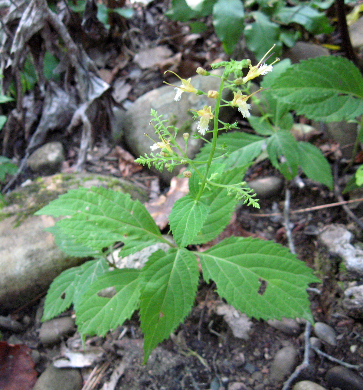 Stoneroot Collinsonia canadensis Seeds for Woodland Gardens and Native Perennial Planting