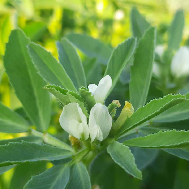 Organic Common Fenugreek Seeds (Trigonella foenum-graecum) for Herb Garden Planting