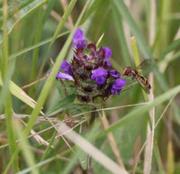 Self Heal Prunella vulgaris garden seeds for growing a perennial herb.
