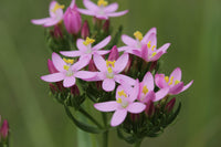 Organic Centaurium erythraea Seeds ,European Centaury for Wildflower Gardens