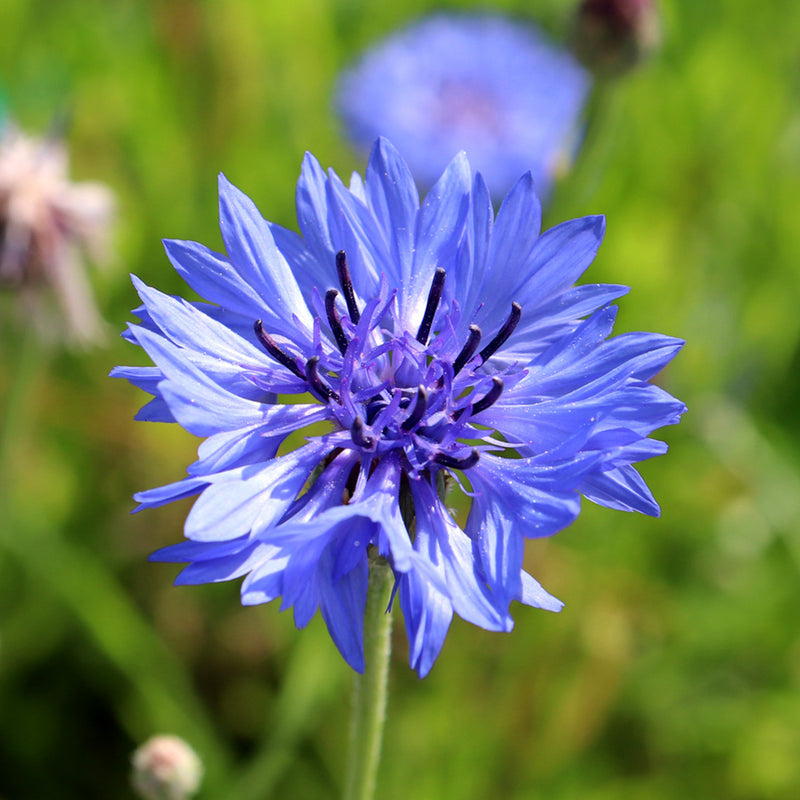 Dark Blue Cornflower Centaurea cyanus plant seeds for ornamental gardening