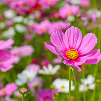 Cosmos Radiance Flower Annual Flower Seeds