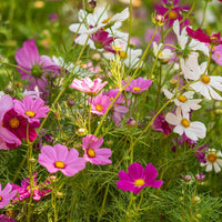 Sensation Tall Mixed Cosmos – Colorful Wildflower Garden Seeds