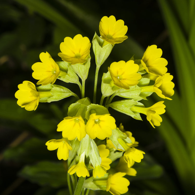 Primula veris Cowslip garden seeds for growing yellow-flowering perennial plants