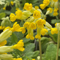 Primula veris Cowslip flowering plant with yellow bell-shaped flower clusters and green foliage
