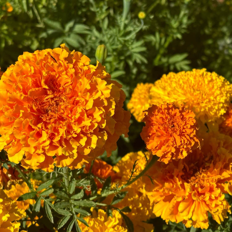Marigold Tagetes Erecta – Crackerjack Mixed Color Flower Seeds
