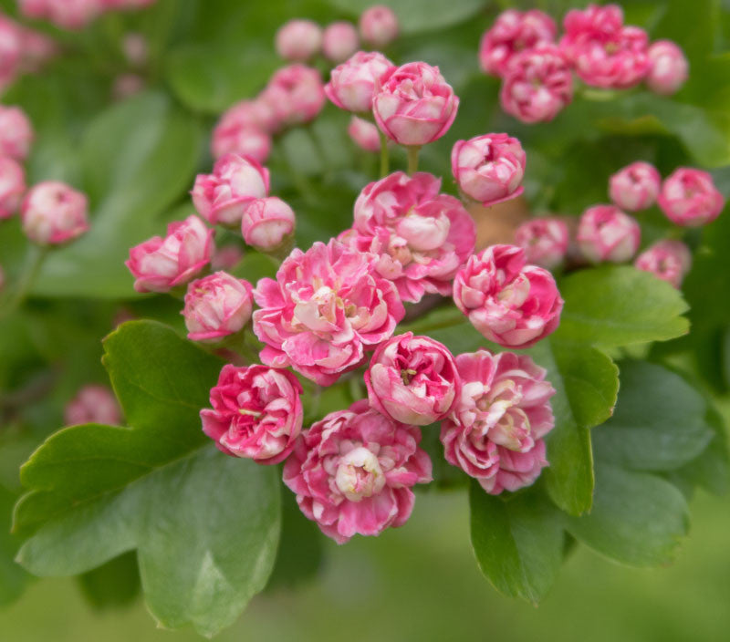 English Hawthorn Seeds (Crataegus laevigata) for Ornamental Tree Growing