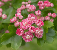 English Hawthorn Seeds (Crataegus laevigata) for Ornamental Tree Growing