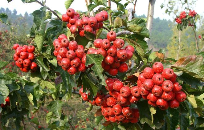 Crataegus pinnatifida Seeds – Chinese Hawthorn, Shan Zha Fruit Tree