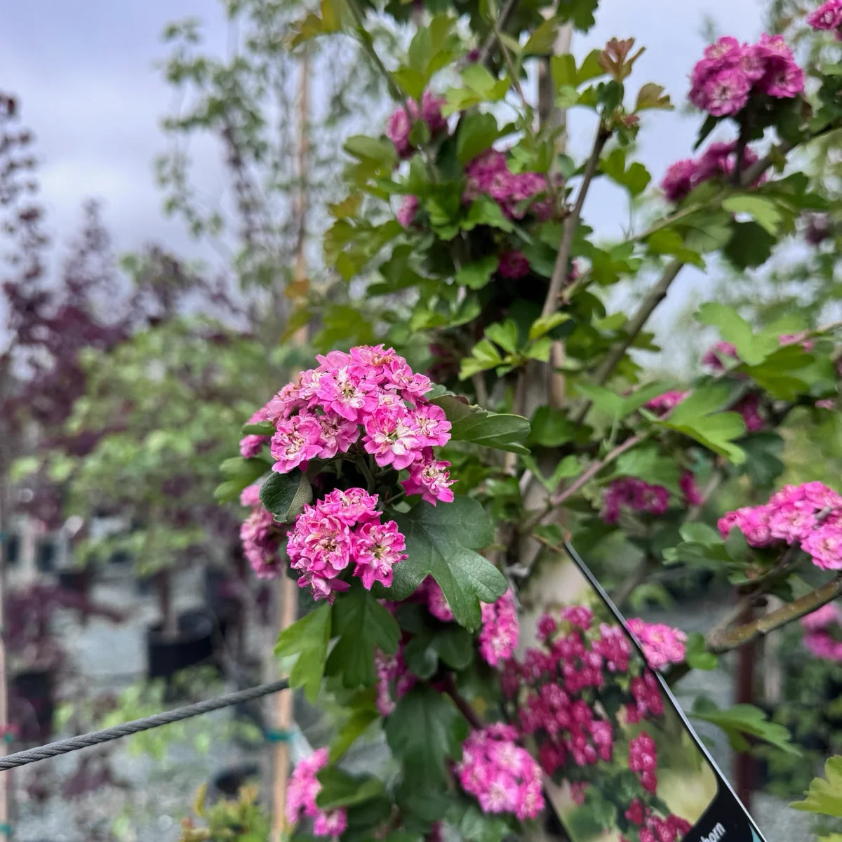 English Hawthorn Crataegus laevigata flowering tree with white blossoms, green lobed foliage, and red haws in a landscape garden