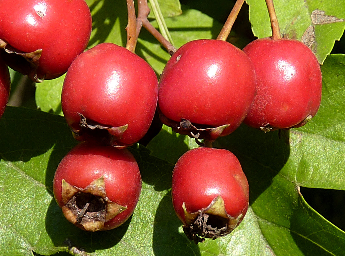 Crataegus monogyna Seeds – Wild Form Hawthorn Flowering Tree