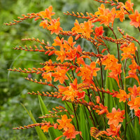 Orange Crocosmia Flower – Perennial Flower Seeds