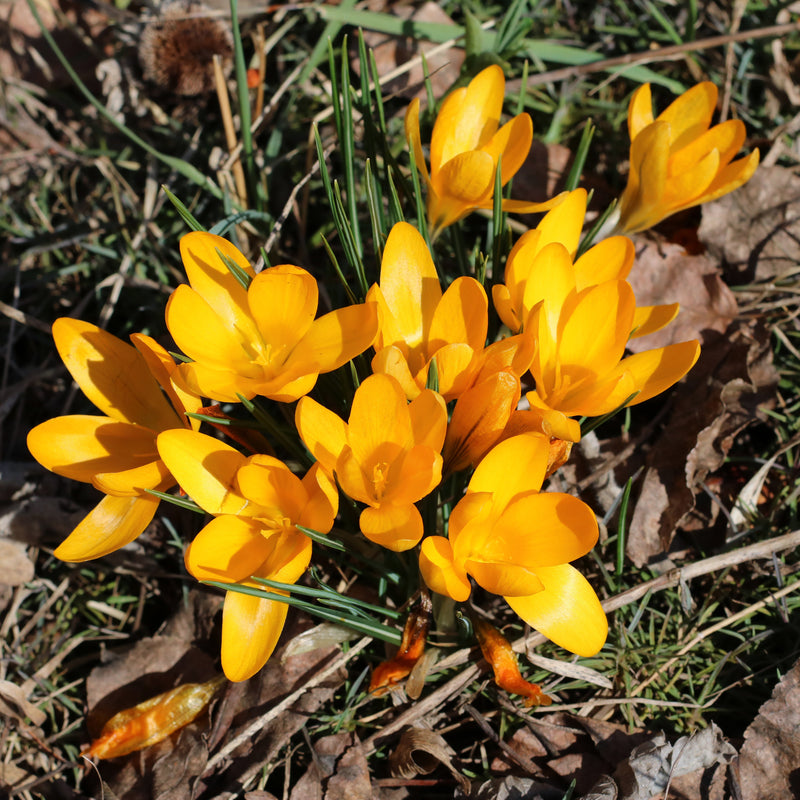 Yellow Saffron Crocus Bulbs – Rare Yellow Flowering Crocus for Gardens