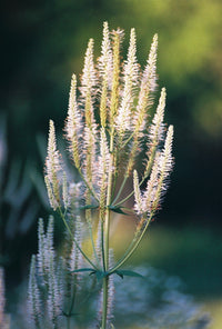 Culvers Root Veronicastrum Virginicum – Perennial Wildflower Garden Seeds