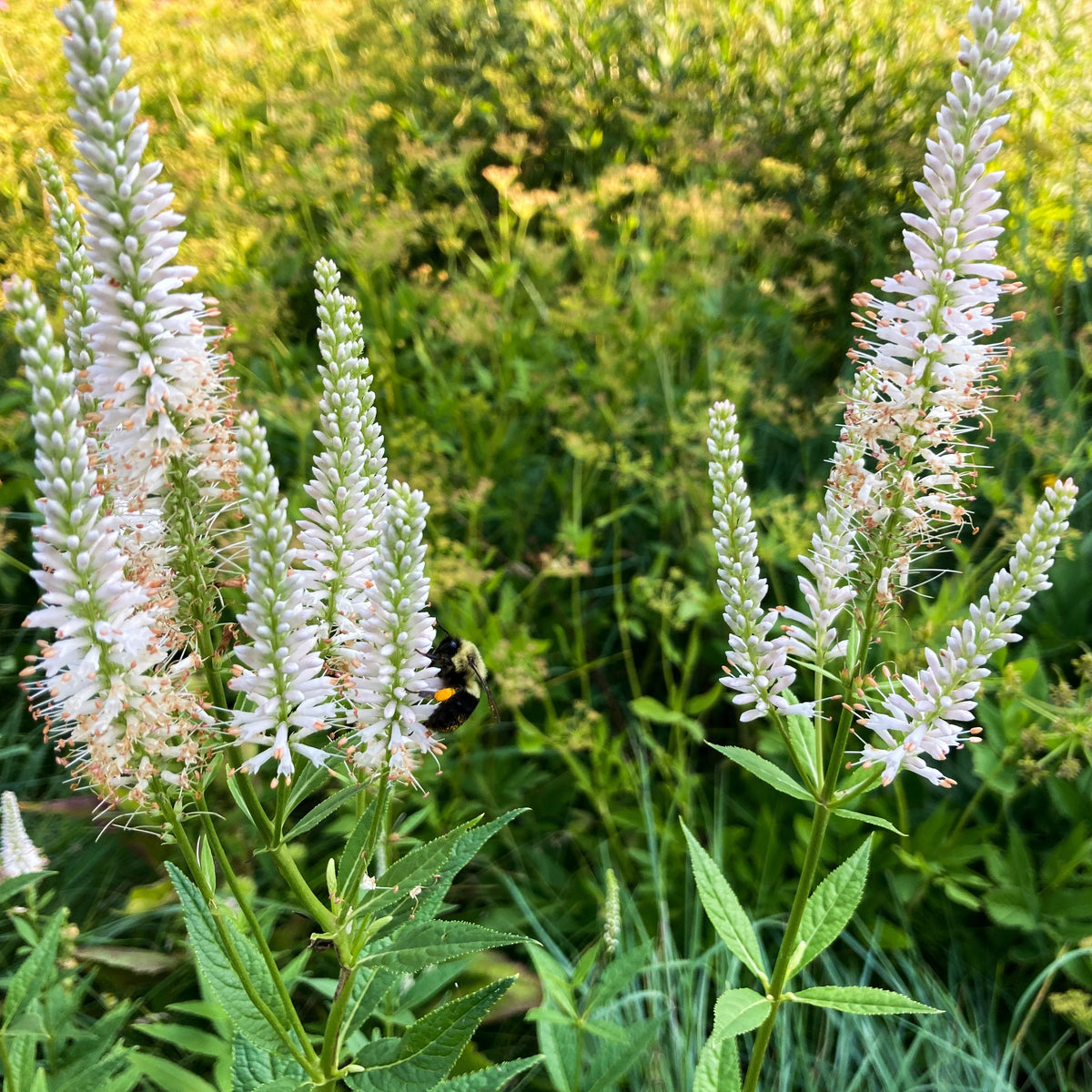 Culver’s Root Veronicastrum virginicum showing upright stems, whorled green foliage, and slender flower spikes.