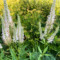 Culver’s Root Veronicastrum virginicum perennial flower plant seeds for ornamental gardens.
