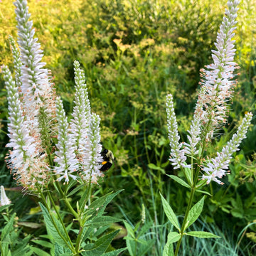Culver’s Root Veronicastrum virginicum perennial flower plant seeds for ornamental gardens.