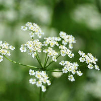Cuminum cyminum cumin garden seeds for culinary herb cultivation