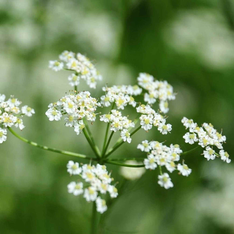 Cuminum cyminum cumin garden seeds for culinary herb cultivation