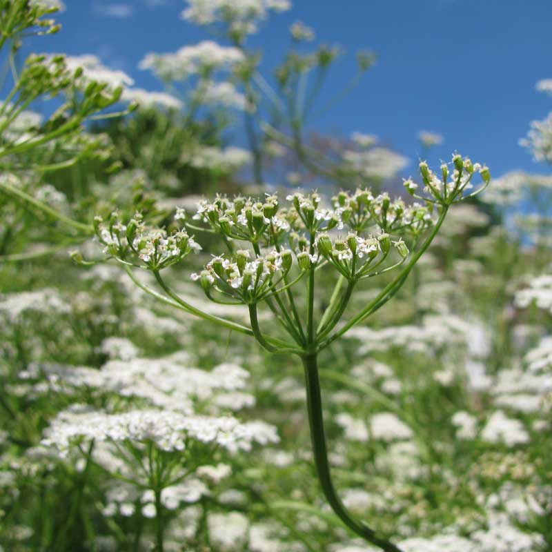 Cumin culinary herb planting seeds for home garden cultivation