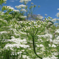 Cumin culinary herb planting seeds for home garden cultivation