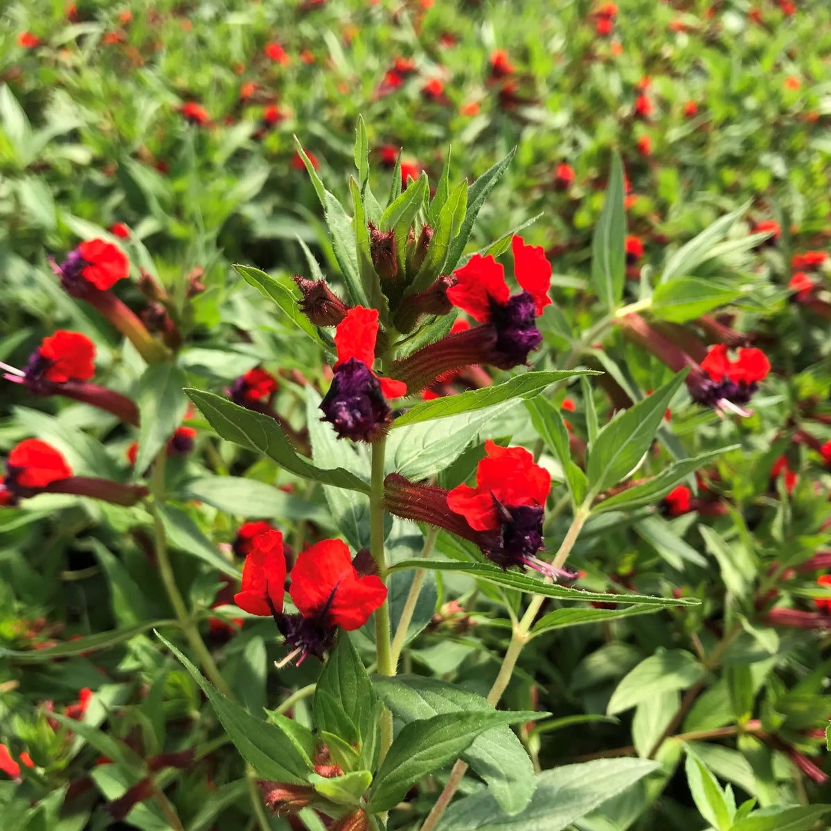Cuphea llavea Seeds – Bat Face Cuphea, Heirloom, Non-GMO, Heat-Tolerant Annual