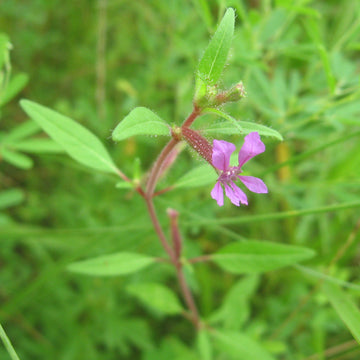 Cuphea viscosissima Seeds Sticky Cuphea Pollinator-Friendly Wildflower for Gardens