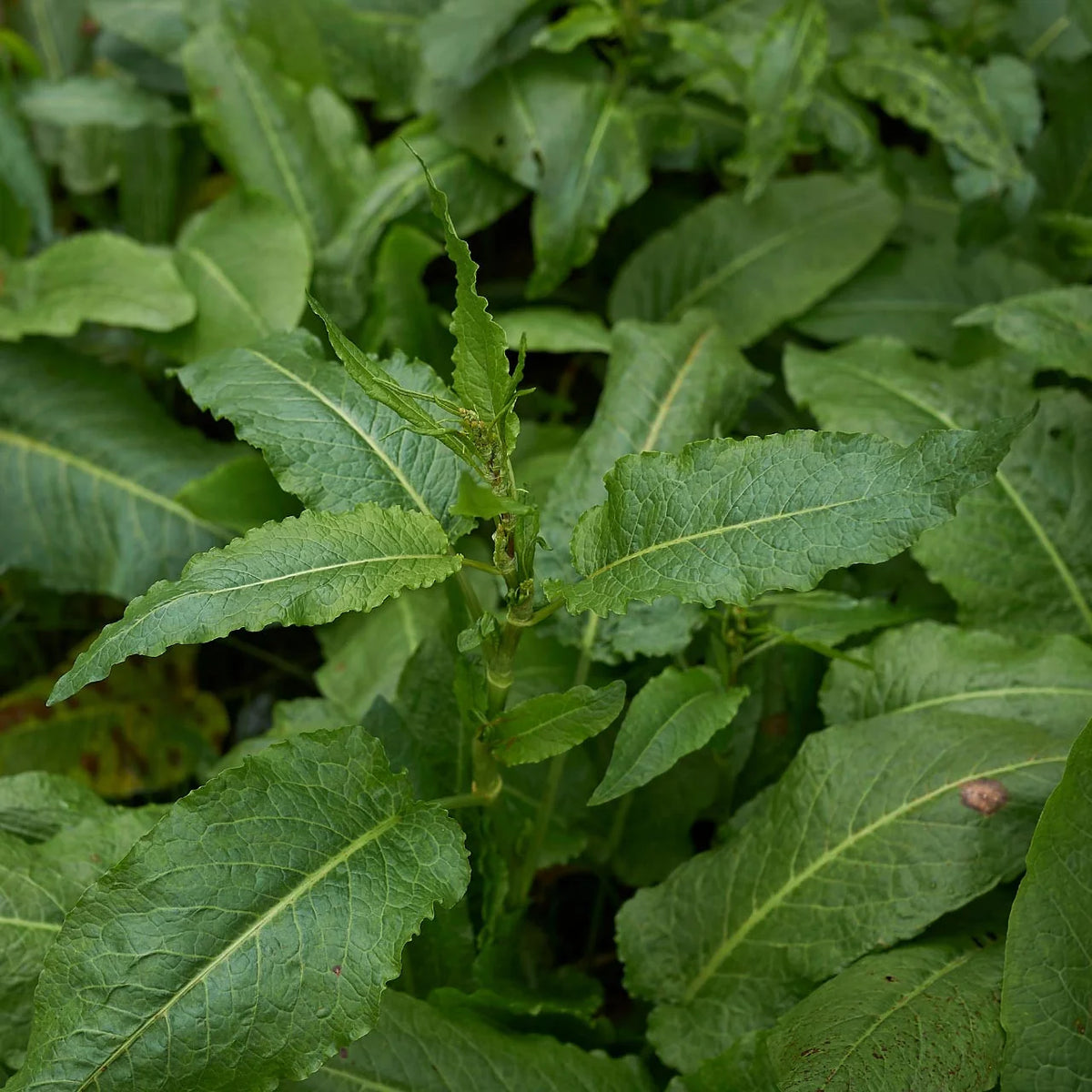 Organic Yellow Dock Rumex crispus garden seeds for planting.