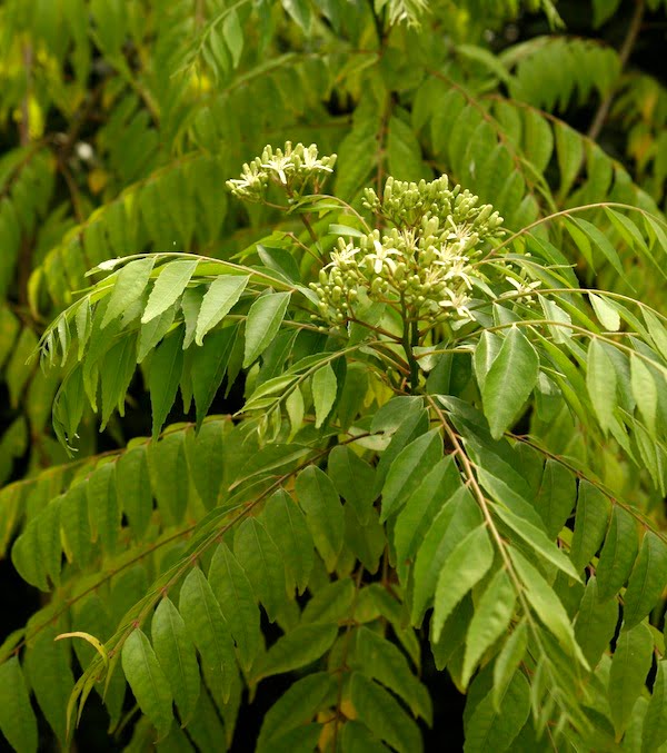 Indian curry leaf plant with green compound leaves and woody stems