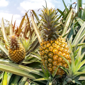 Pineapple Seeds Ananas Comosus Tropical Fruit Plant Sweet, Juicy and Easy to Grow