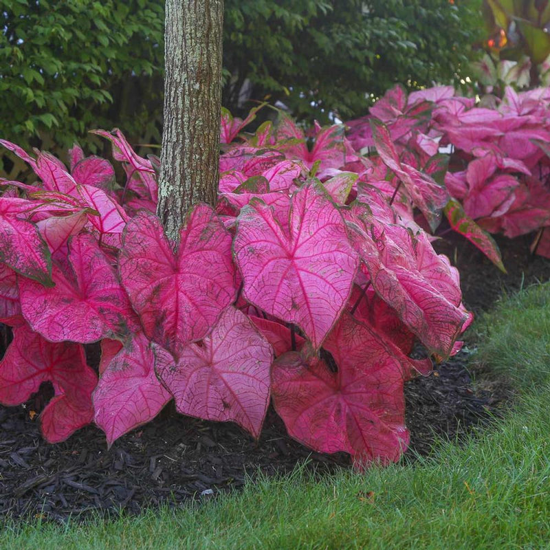 Caladium Mix