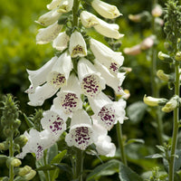 Digitalis Pure White – Garden Flower Seeds