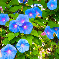 Heavenly Blue Morning Glory vine with blue trumpet-shaped flowers and green foliage