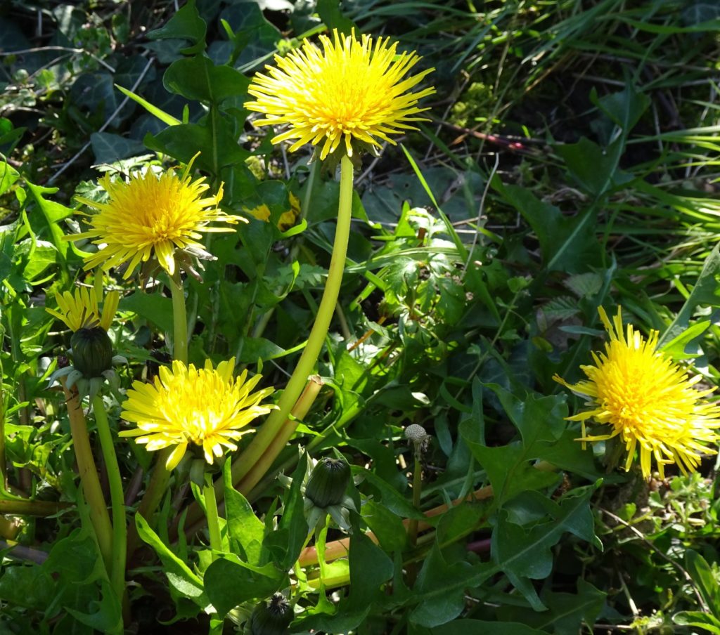 Taraxacum officinale dandelion with its characteristic rounded seed head