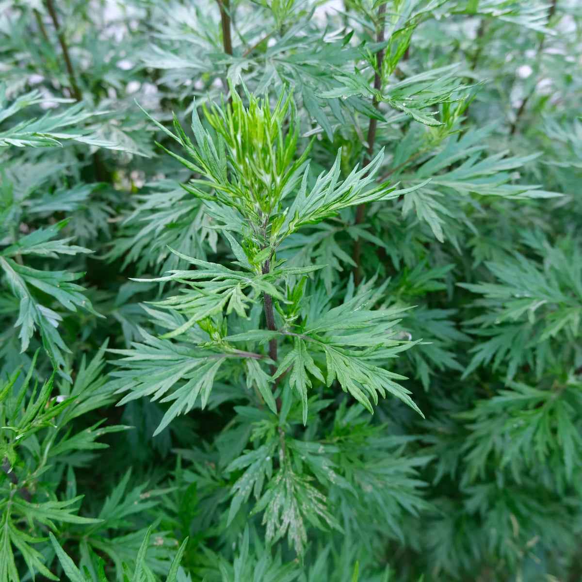 Artemisia vulgaris perennial herb growing in a garden with textured leaves