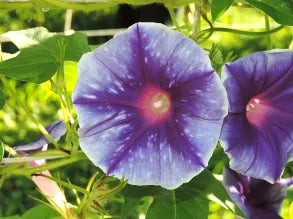 Cosmic Kelli Japanese – Garden Flower Seeds