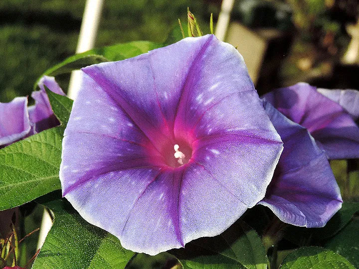 Cosmic Kelli Japanese – Garden Flower Seeds