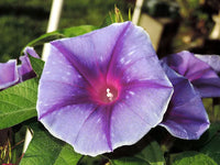 Cosmic Kelli Japanese – Garden Flower Seeds