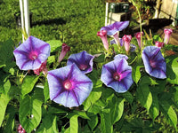 Cosmic Kelli Japanese – Garden Flower Seeds