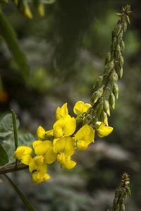 Cat’s Bell Flower Crotalaria Spectabilis – Perennial Flower Seeds