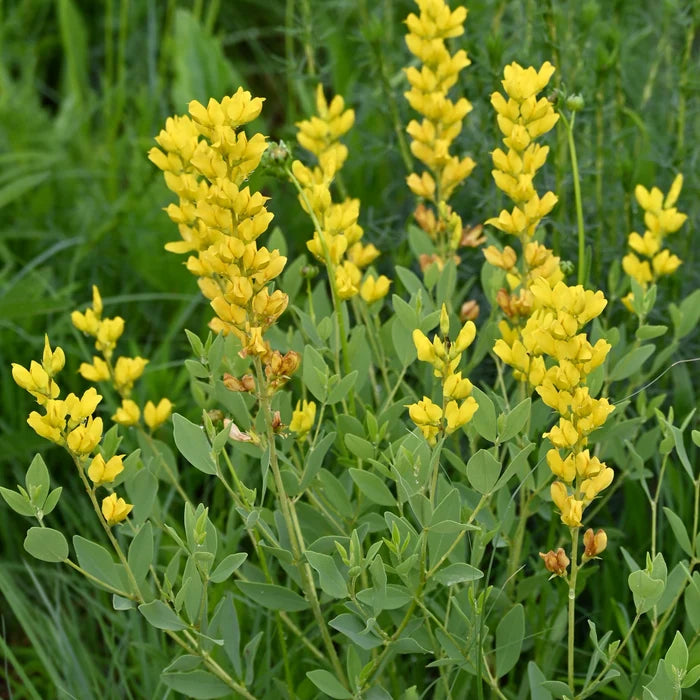 Baptisia tinctoria Yellow Wild Indigo flowering perennial with small yellow pea-shaped flowers, fine gray-green foliage, and branching stems