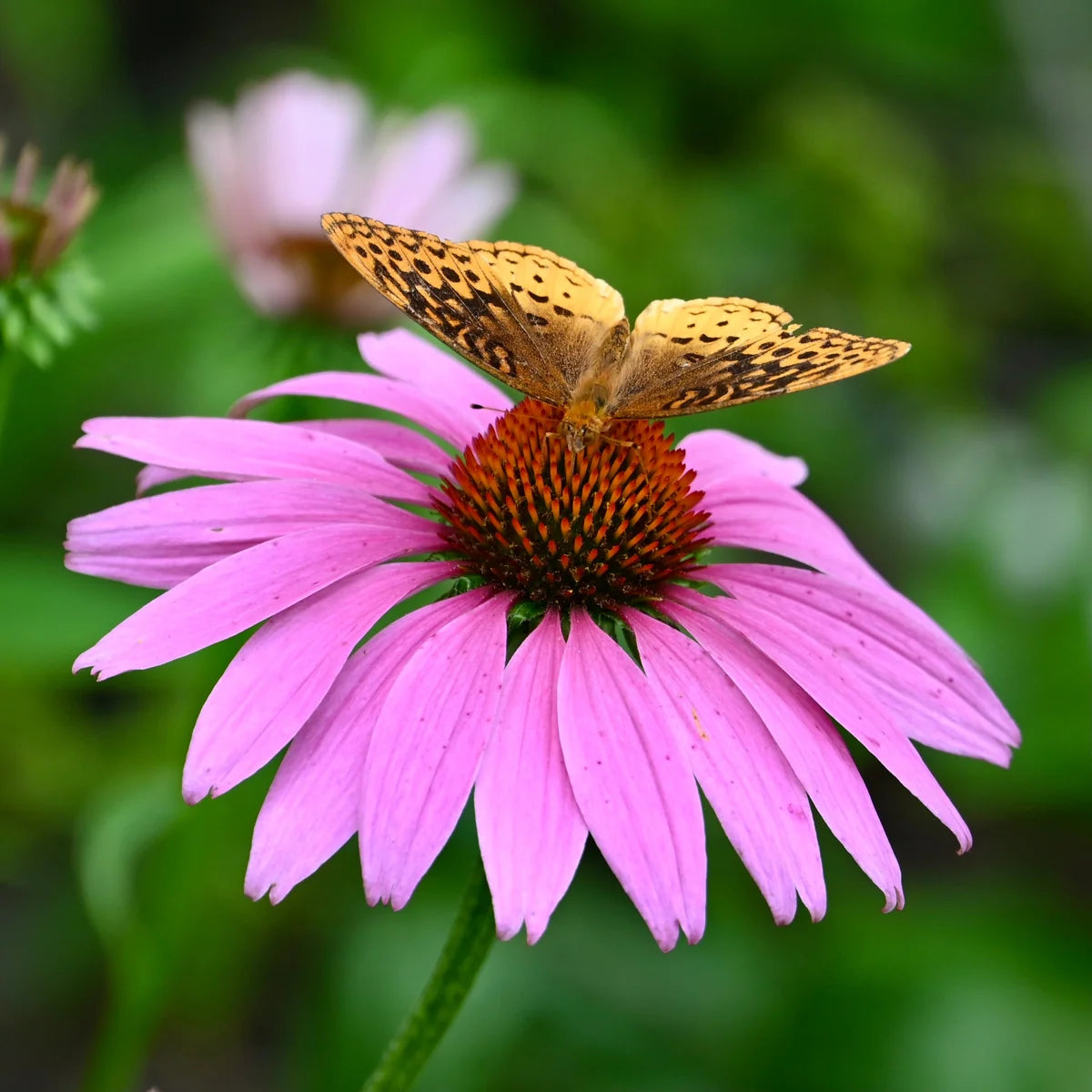 Purple Coneflower Echinacea purpurea perennial flower seeds for ornamental garden planting.