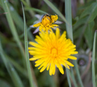 Dandelion Taraxacum officinale plant with bright yellow flowers and toothed green leaves