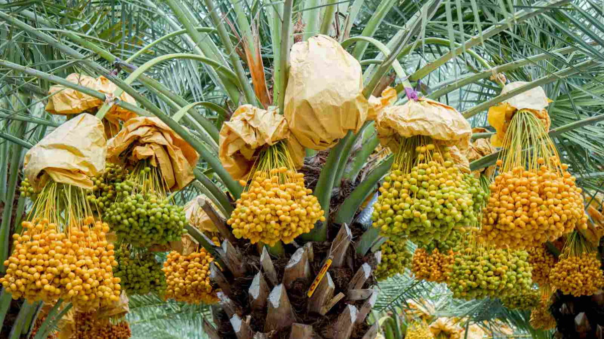 Chinese Date Tree – Hardy Fruit Tree Seeds