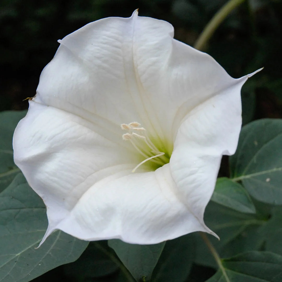Toloache Datura meteloides flowering plant with trumpet-shaped blooms and green foliage