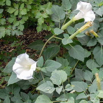Organic Moonflower Datura Datura inoxia seeds for ornamental garden cultivation