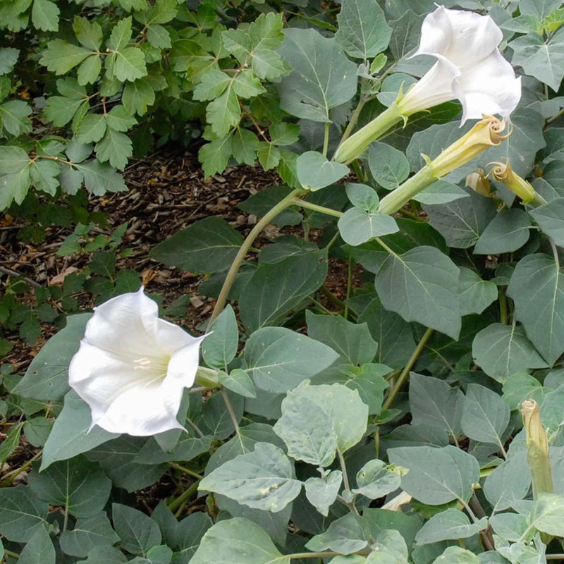 Organic Moonflower Datura Datura inoxia seeds for ornamental garden cultivation